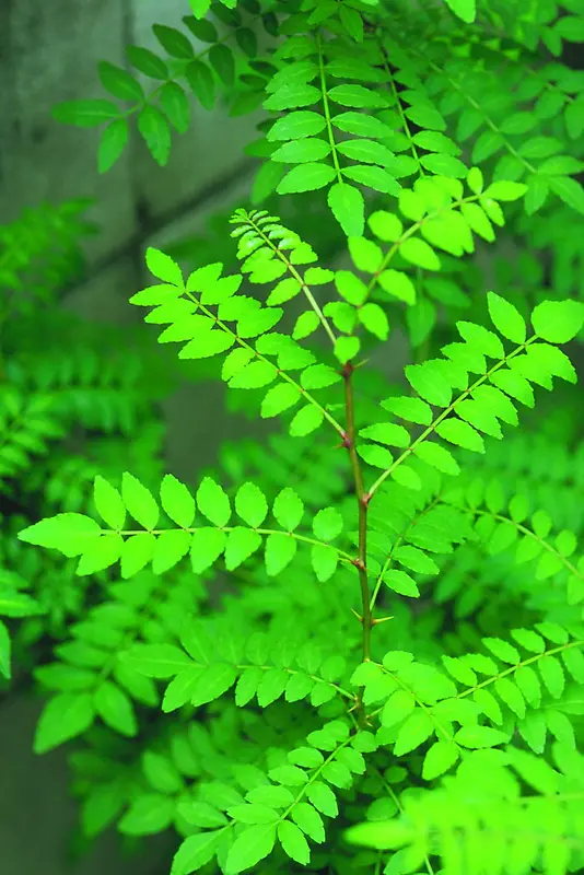 ��ɫ�ݱ�ֲ�ﾰ��Ч����Ӱ-������