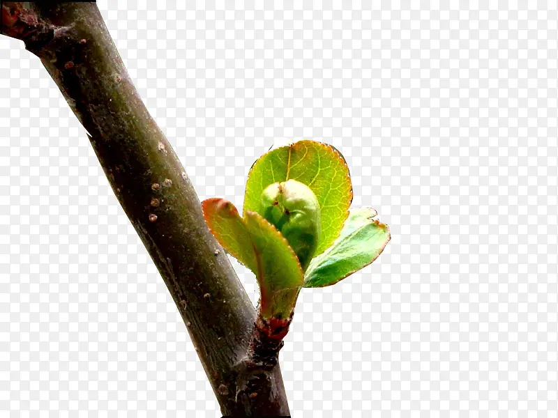 ��֦����ѿ-������