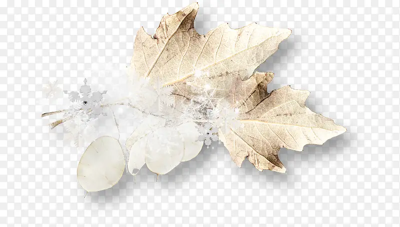 ��ɫ֦Ҷ��ѩ-������