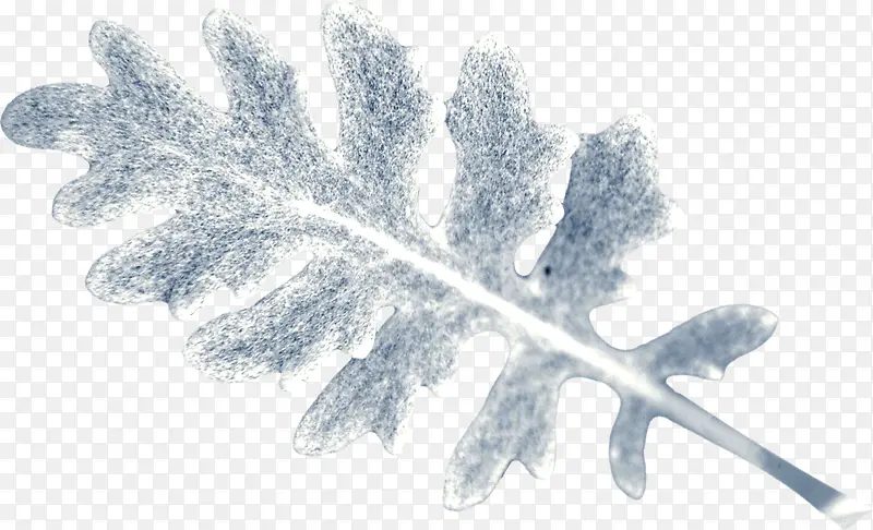 ��ɫ֦Ҷ-������