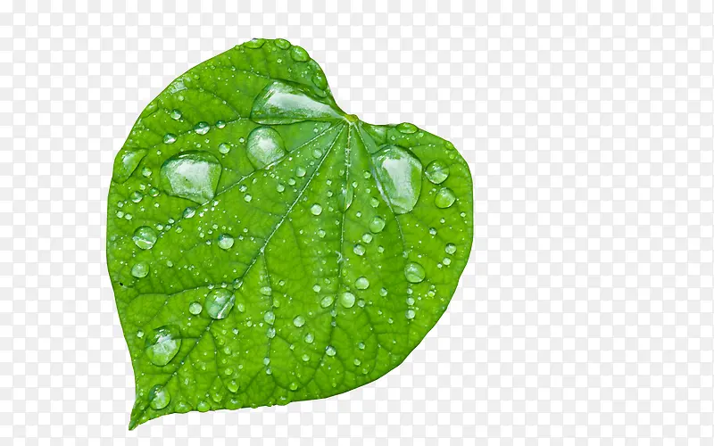 ˮ�����°�����Ҷ-������