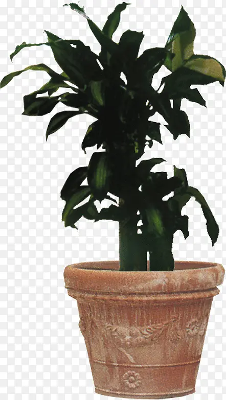 ����ɫ��������-������