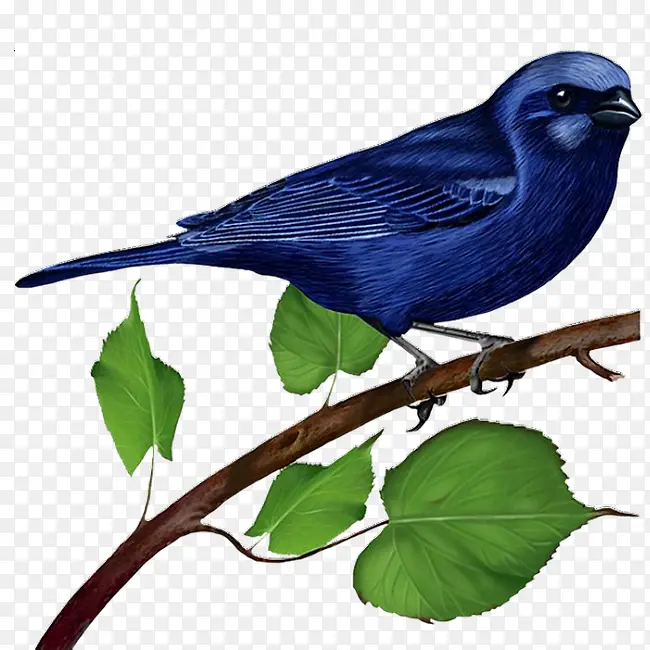 ����ɫ����-������