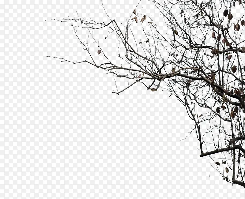 ��֦-������