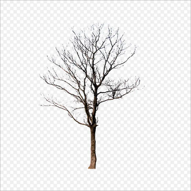 �ɿ���֦-������