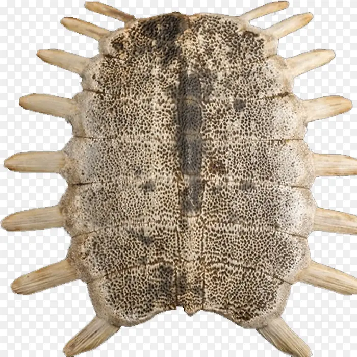 ��ױ���-������