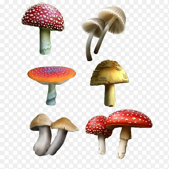 ��ɫĢ��-������