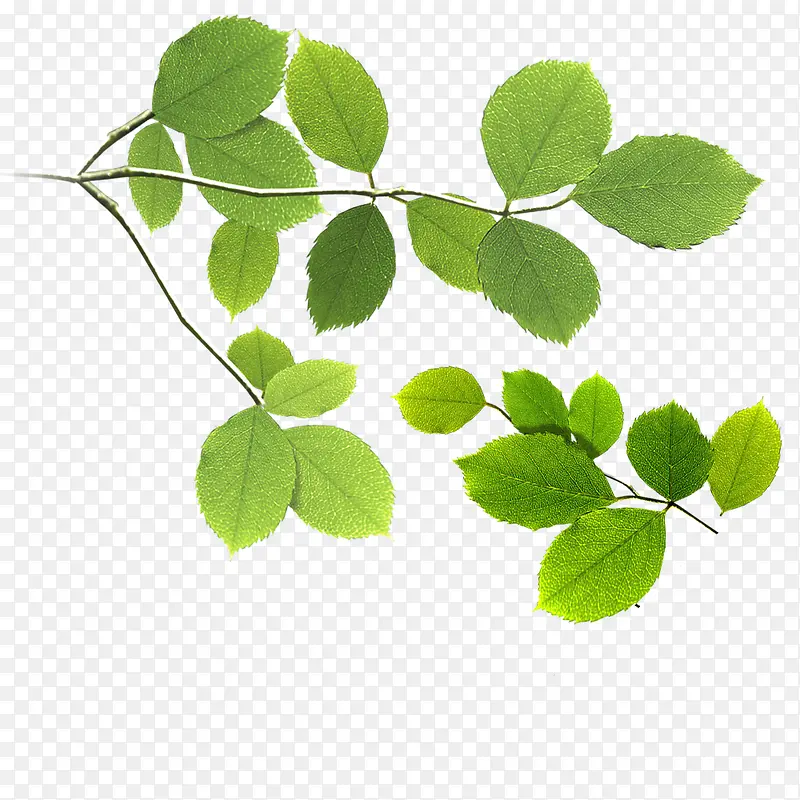 ��֦��Ҷ��ɫ��Ҷ��-������