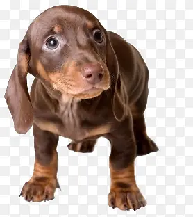 ��ͨ���ﶯ��-������