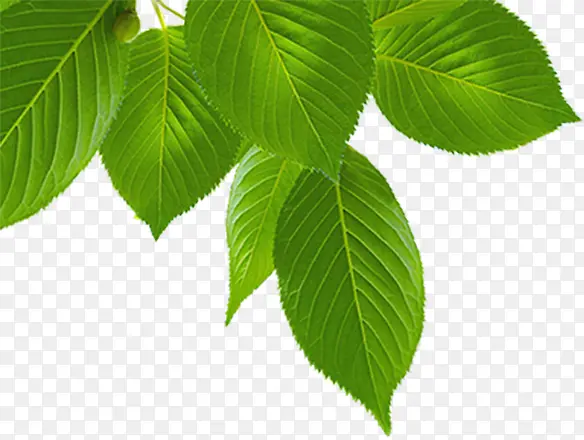 ��������ɫ������Ҷ��֦װ��-������