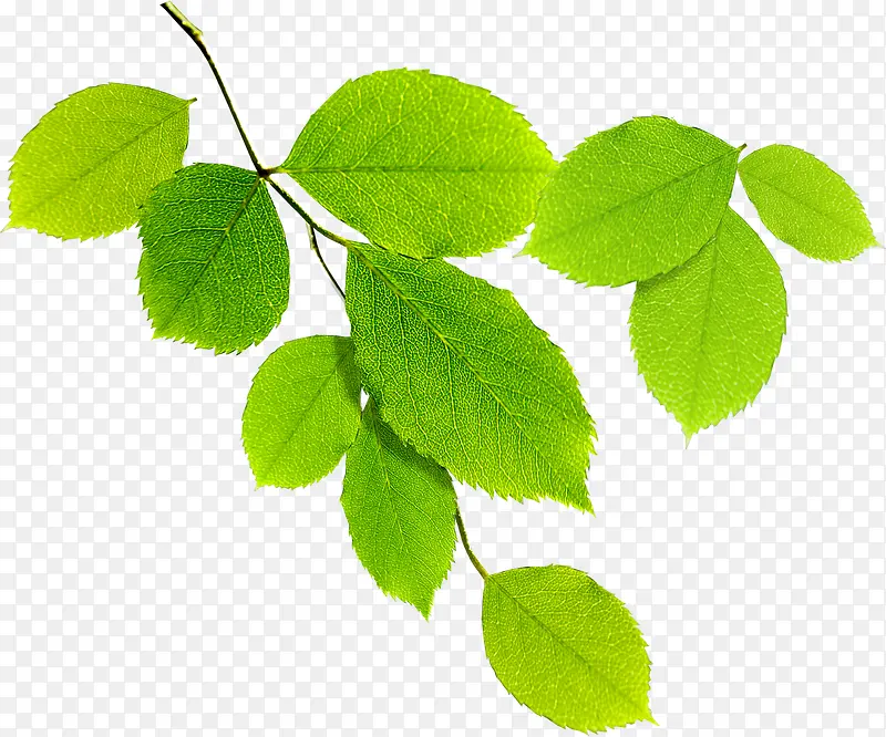 ��������ɫ��Ҷ��֦-������