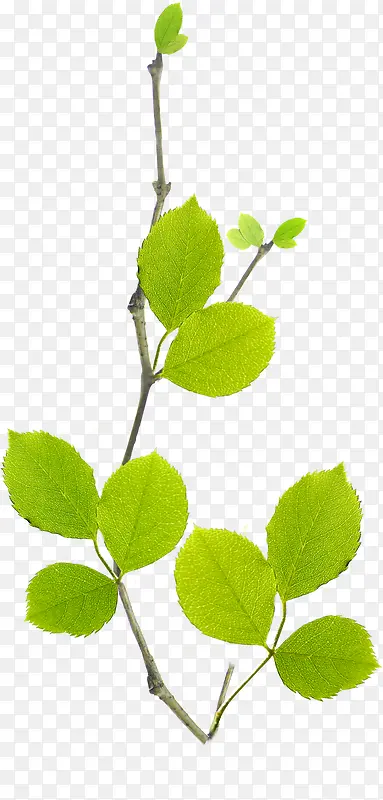 ����ɫ������Ҷ��֦װ��-������