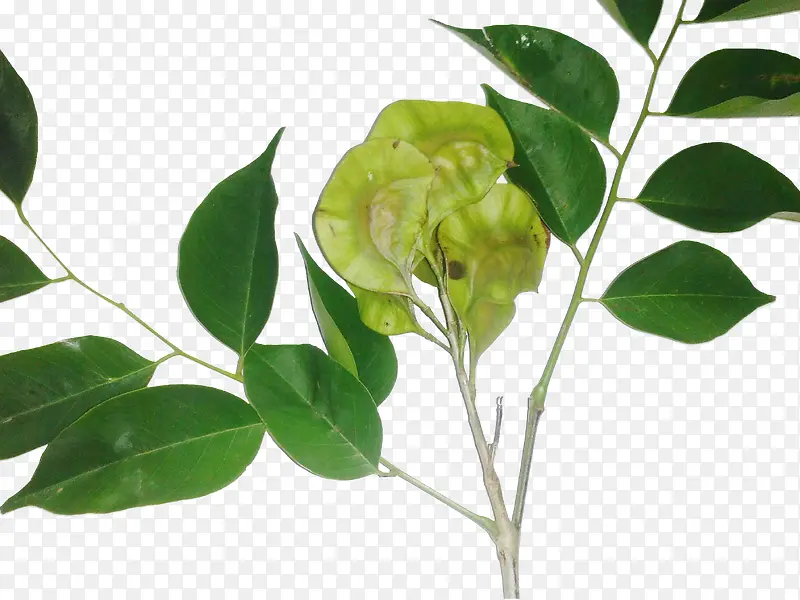 ��Ʒʵ��̴ľ��Ҷ-������