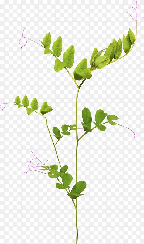 ��ɫ���紺�ⰻȻ-������