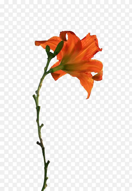 ���ǲݻ���-������