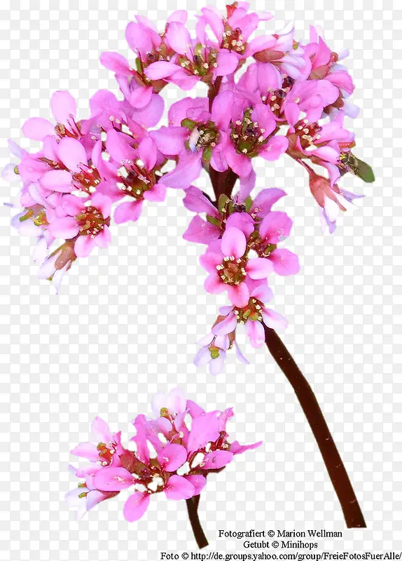 ˮ�ʻ����زĴ��⻨��ͼƬ-������