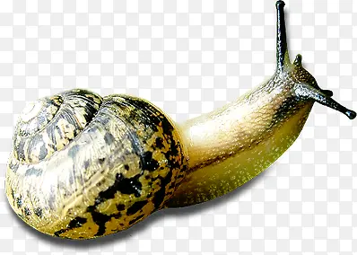 ������Ӱ�������е���ţ-������