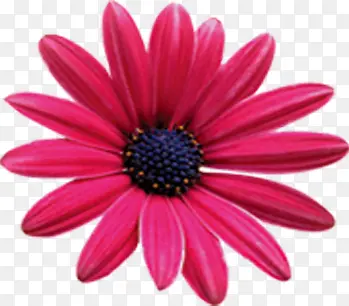 ��ɫ�����Ǹ�ģ�����⻨��-������