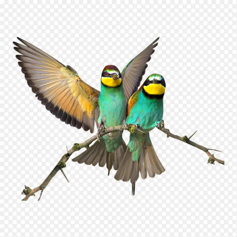 ��֦�ϵĻ�����ͼ-������