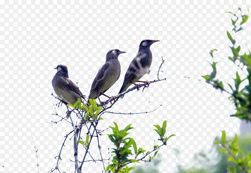 ��֦�ϵ�С������ո質-������