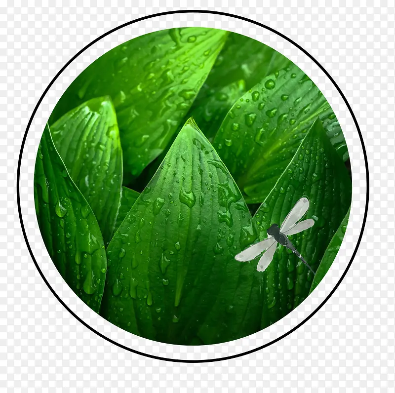 ��ͨ�ֻ���ɫ����ͼ��-������