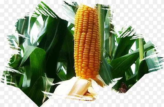 ���׻��ʱ߿�-������