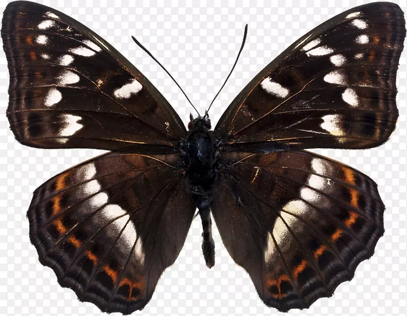 �����޺������ë����ʼҺ����Ͻ�-�޺�ɫ����-������