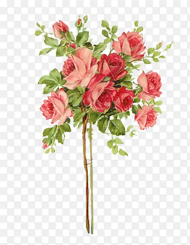 ˮ��һ�غ�ɫõ�廨-������