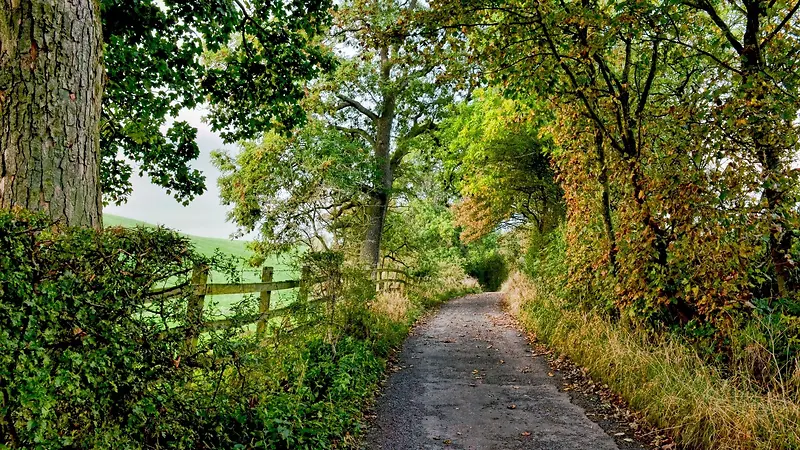 ɭ������С����Ӱͼ-������