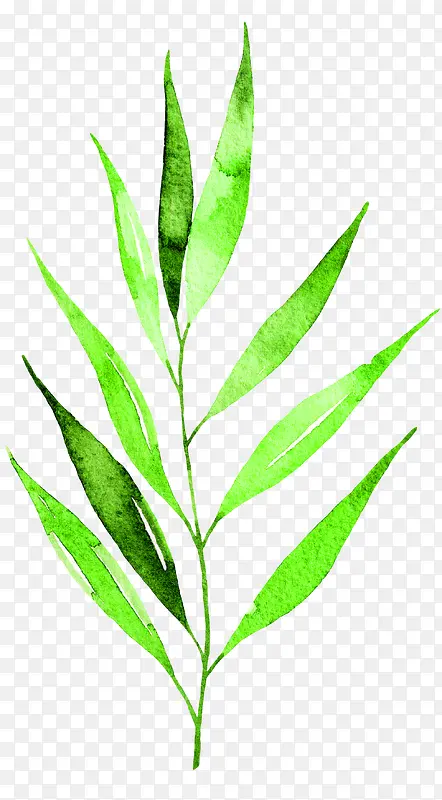 �ֻ�ˮ��Ҷ��-������