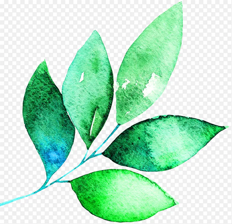 �ֻ�ˮ��Ҷ��-������