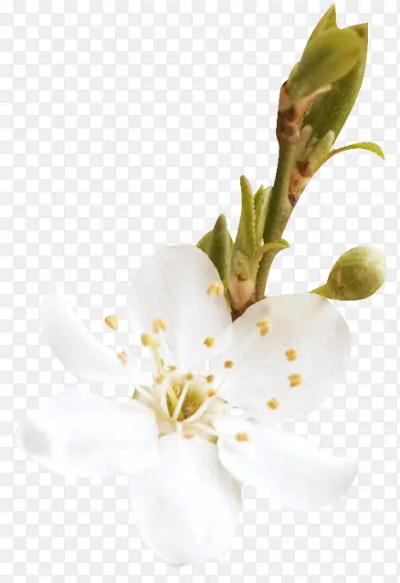 Ư����֦-������