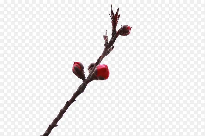 ��֦-������