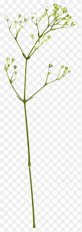 ��ɫ��֦-������