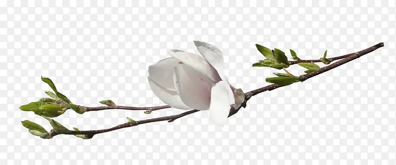 ��֦-������