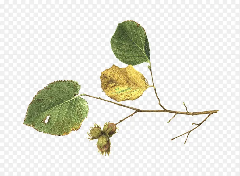 �ֻ���֦-������