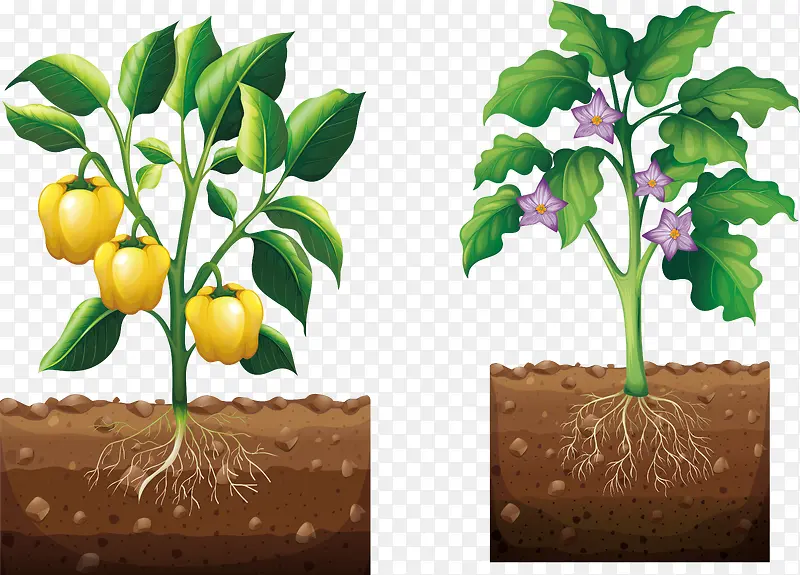 �����ɳ����߲�-������