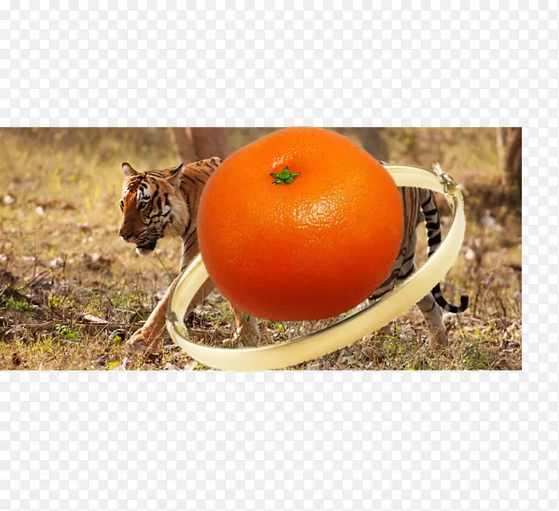 ��ʳ���������Ϲ������߲�����-������