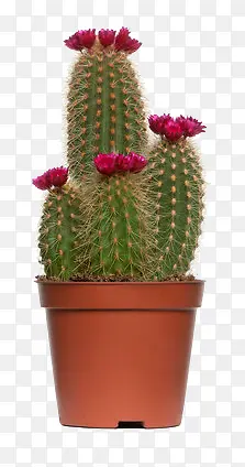 �������ĸ�������-������