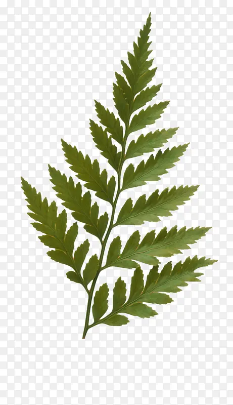 Ư��С��-������