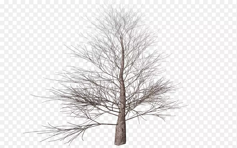 ��֦���������-��͸��-������