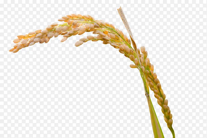 �ֻ浾��-������