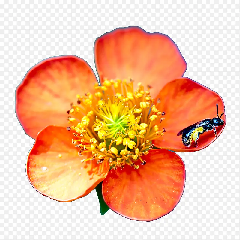 �۷����ڲ��۵ĳ�ɫ�ʻ�-������