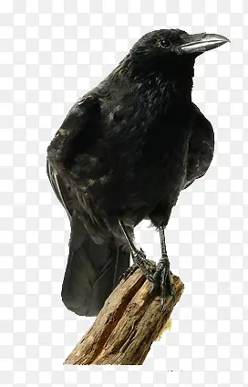 ��֦�ϵ���ѻ-������