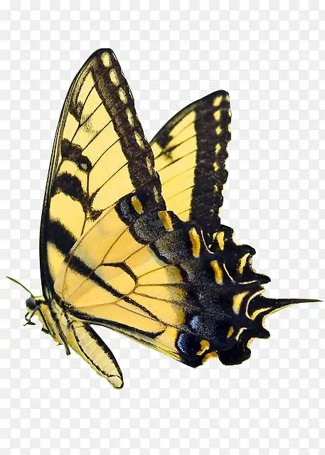 �׻�ɫ�ߵ����-������