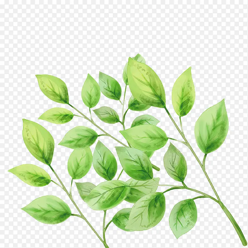 ��ɫҶ���ز�-������