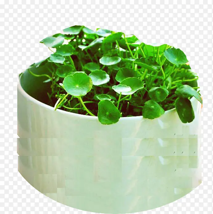 ��ѩ�����ƴ�Ⱦ�Ը���-������