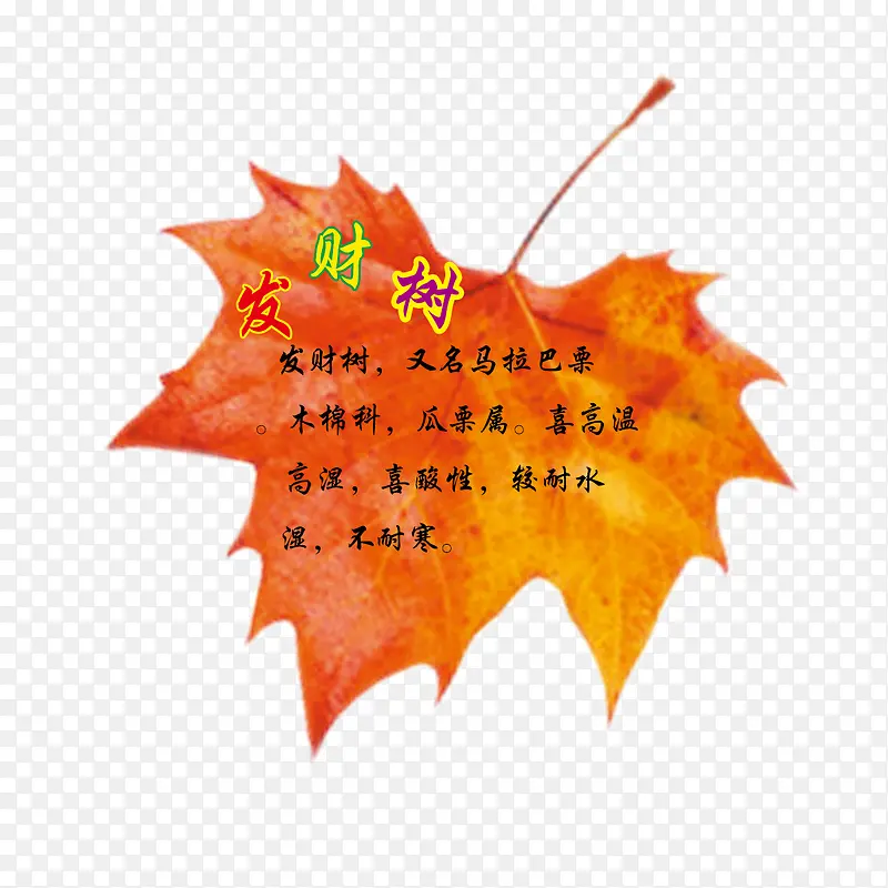 ���Ա�ǩ-������