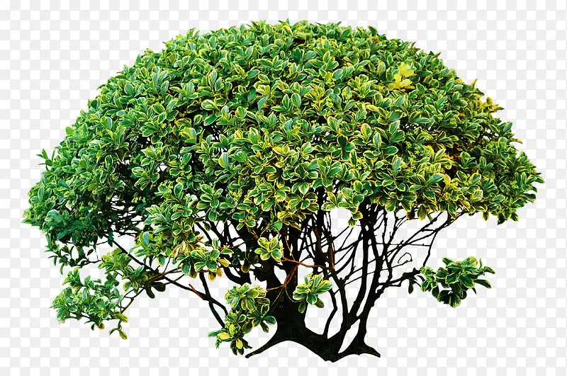 Բ������-������