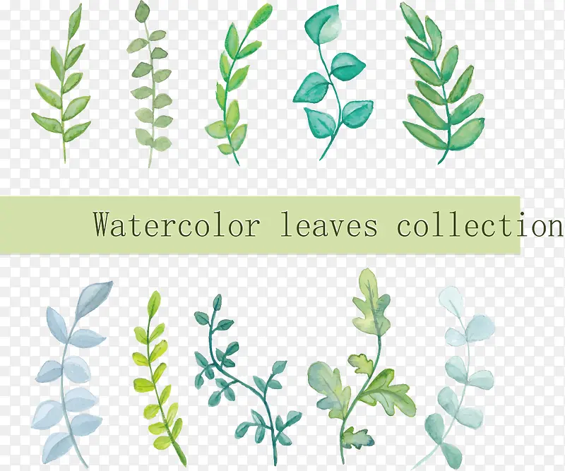 ˮ����ɫ��Ҷ����-������